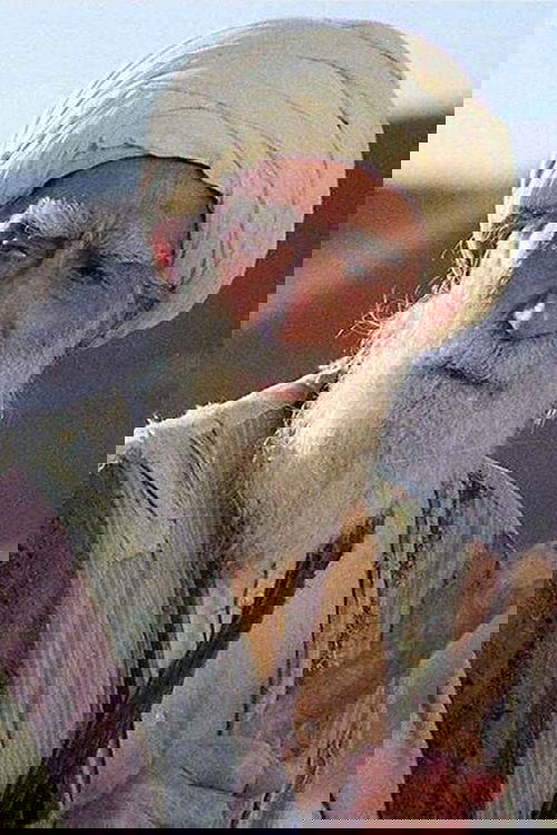 پارویز شاهینک