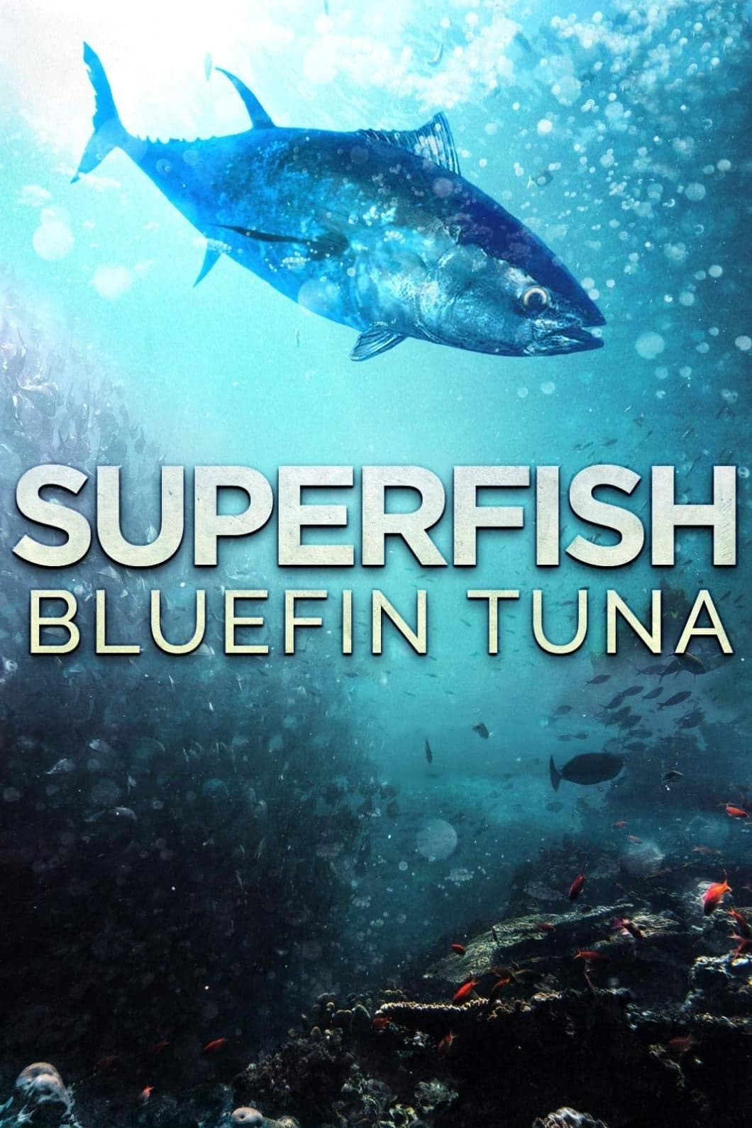 Superfish: Tuna Bluefin