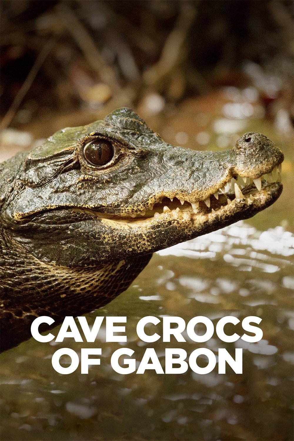 Crocs Crocs of Gabon