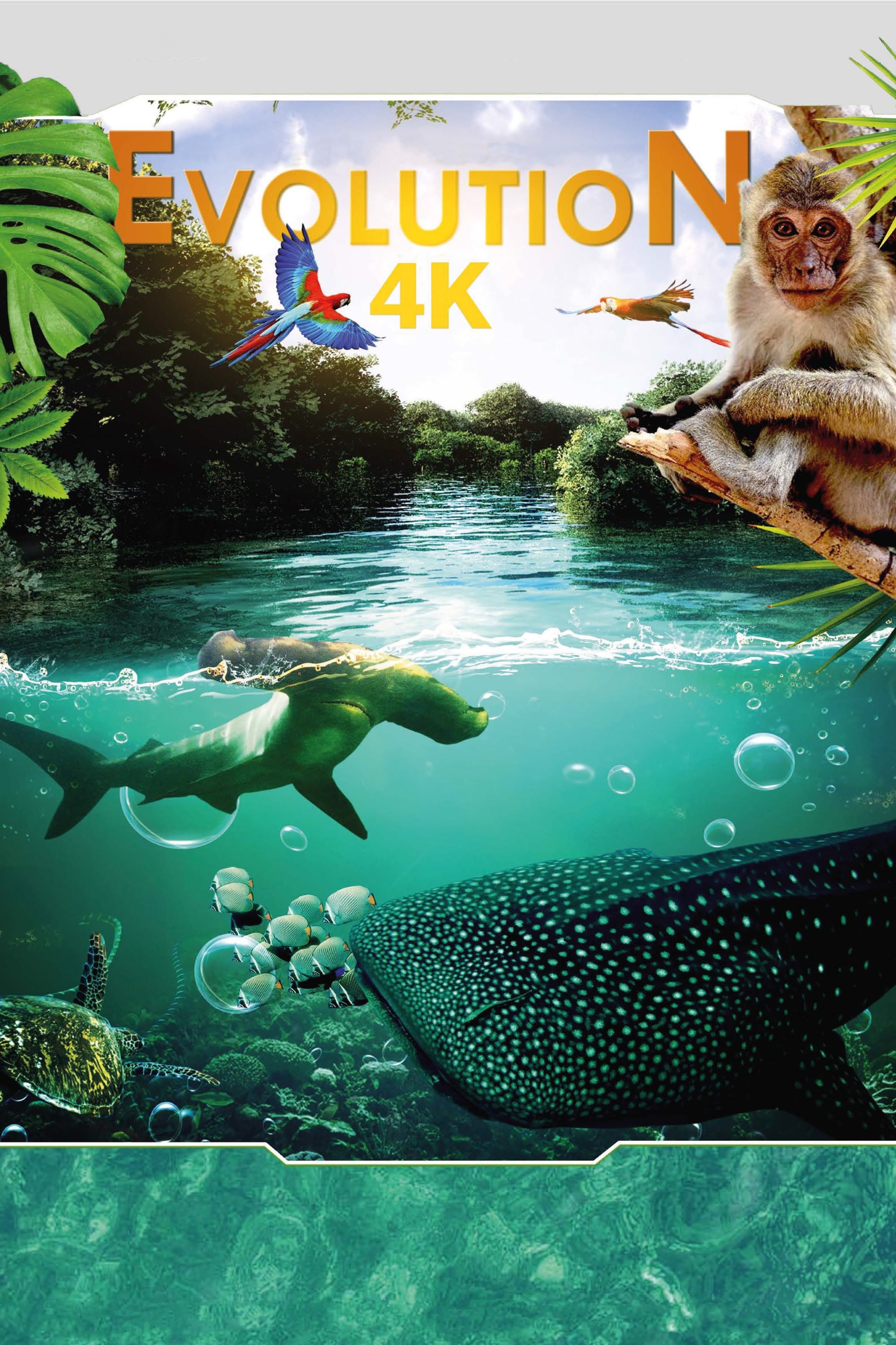 تکامل 4K