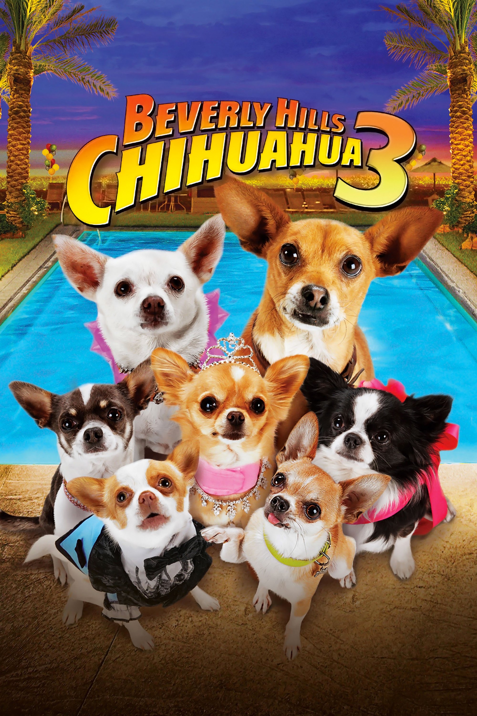 بورلی هیلز Chihuahua 3