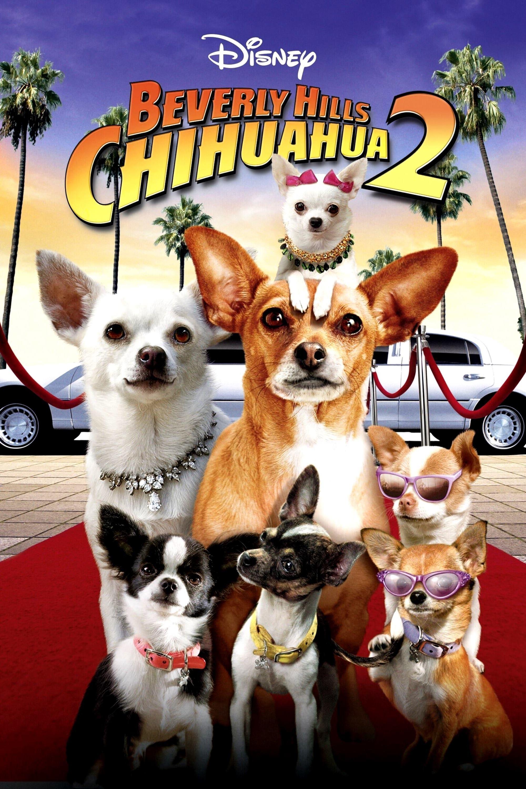 بورلی هیلز Chihuahua 2
